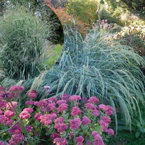 Panicum amarum 'Dewey Blue' - Mõru hirss 'Dewey Blue' P9/0,55L 
